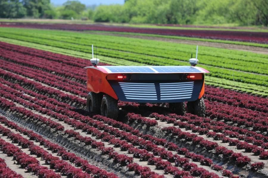 Field scout robot with solar panels navigating red leafy crop rows