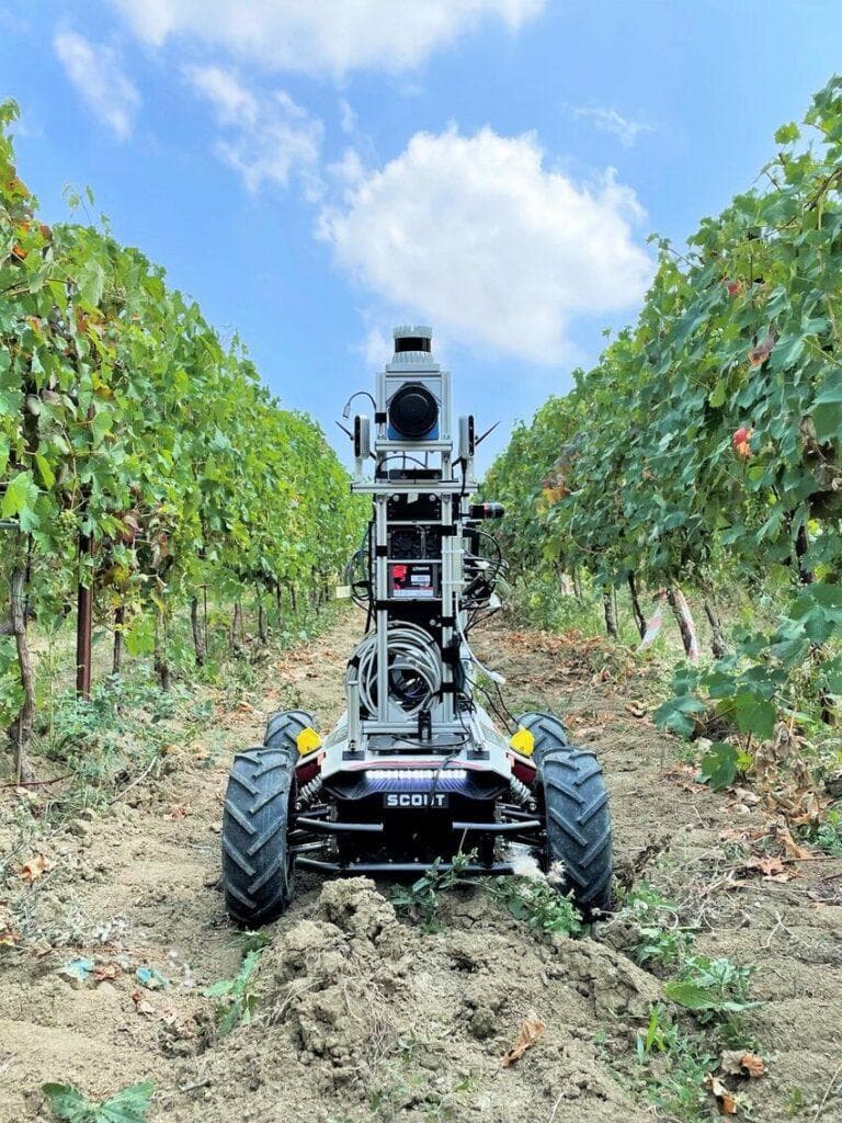 Scout robot inspecting fruit crops between vineyard rows